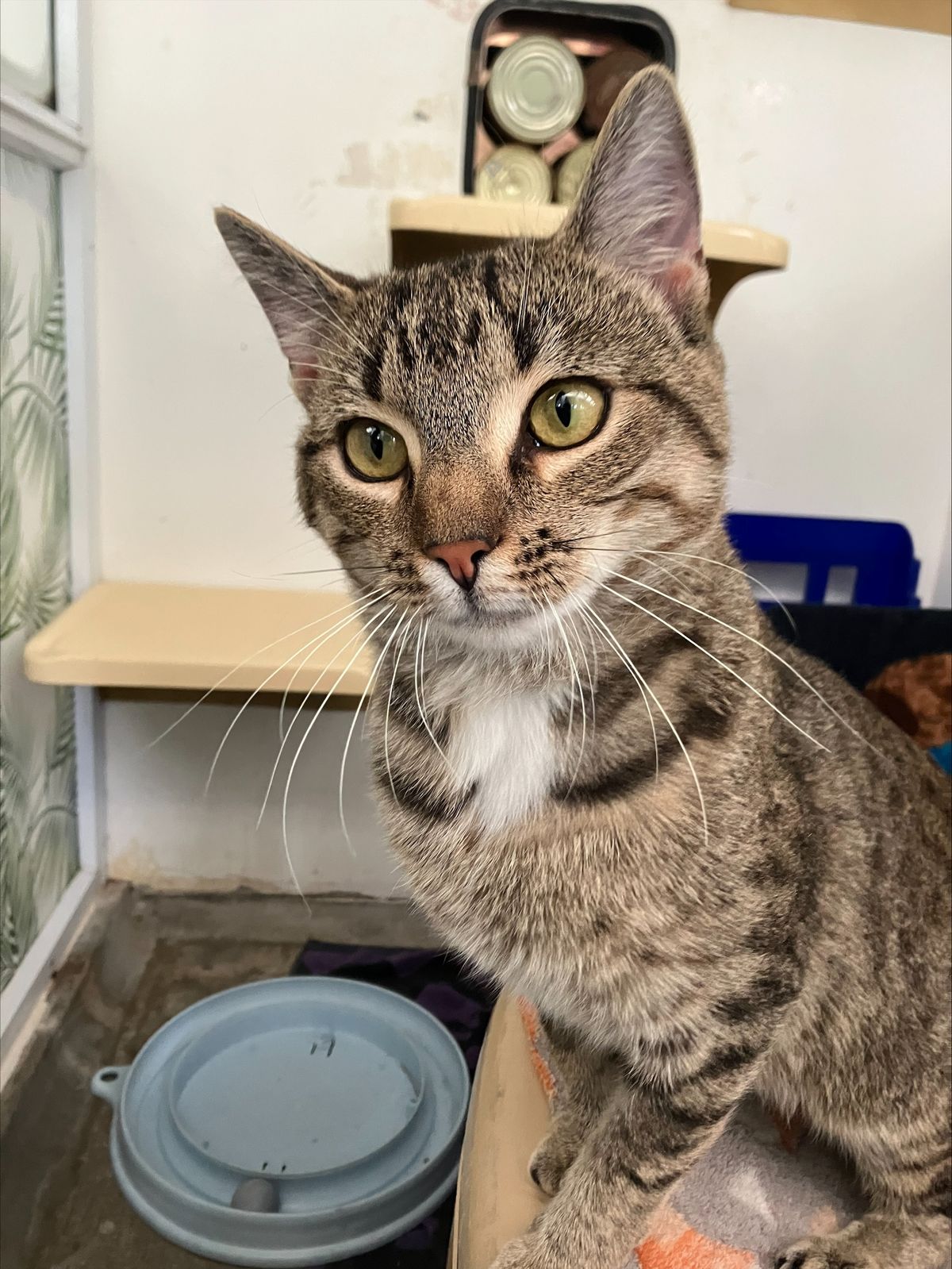 Gallery image: Victor