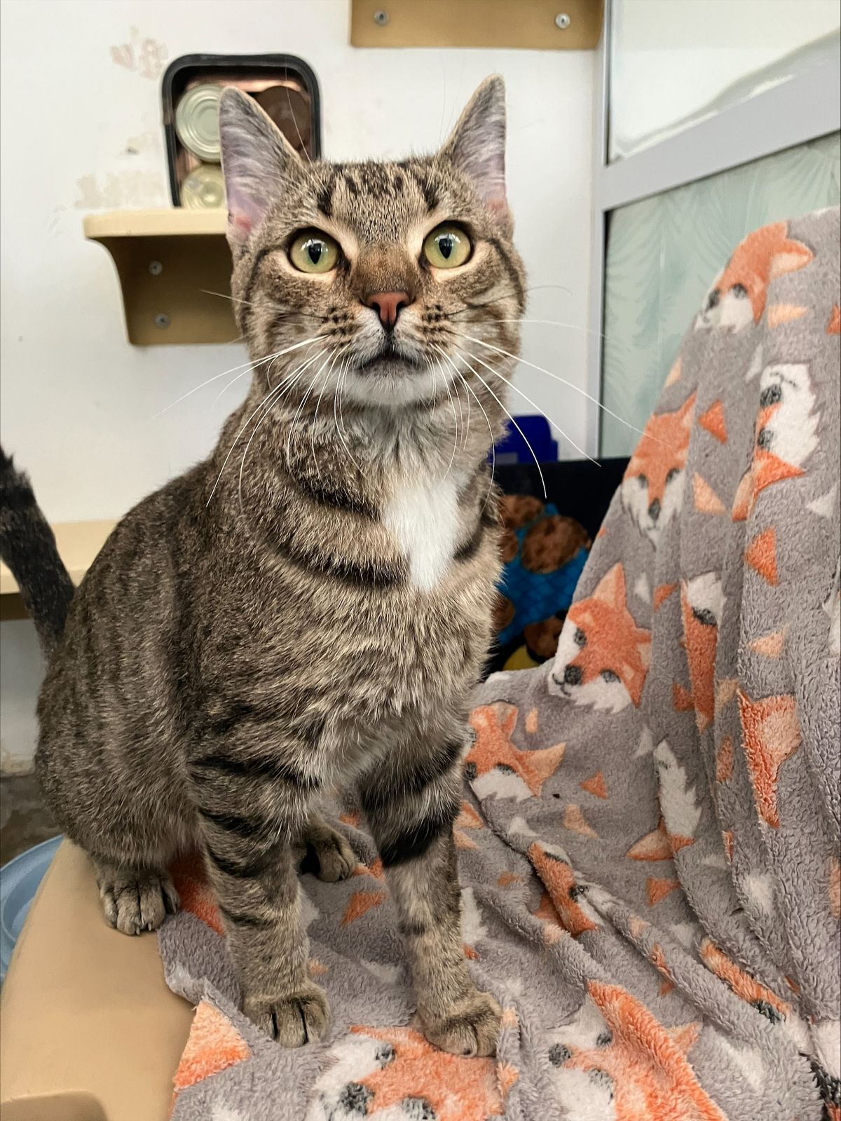 Gallery image: Victor