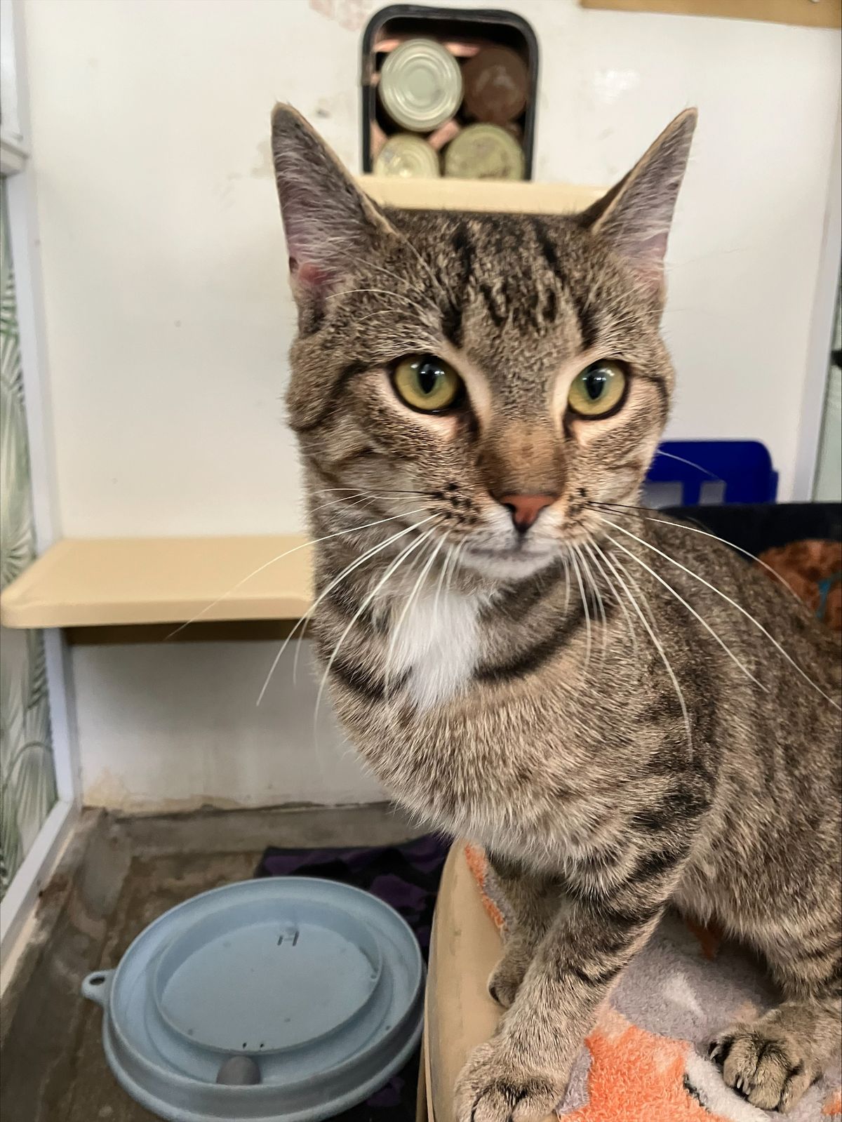 Gallery image: Victor