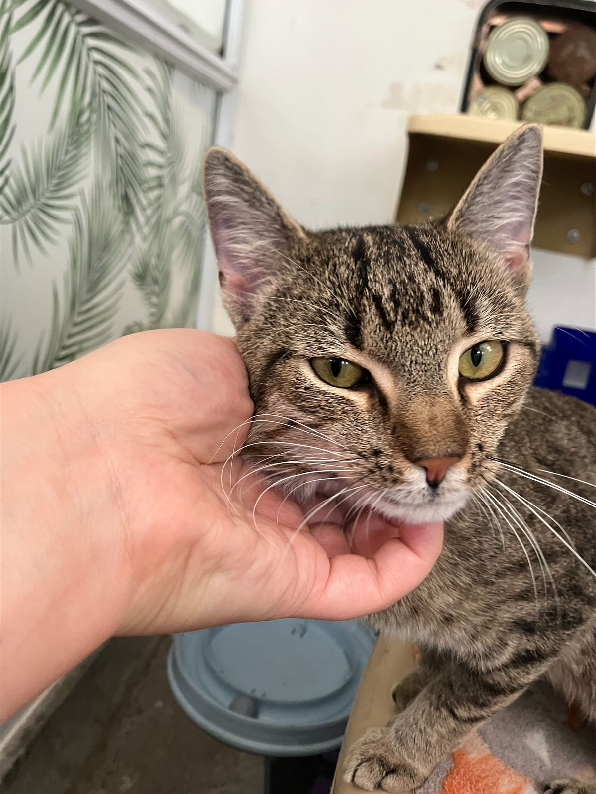 Gallery image: Victor