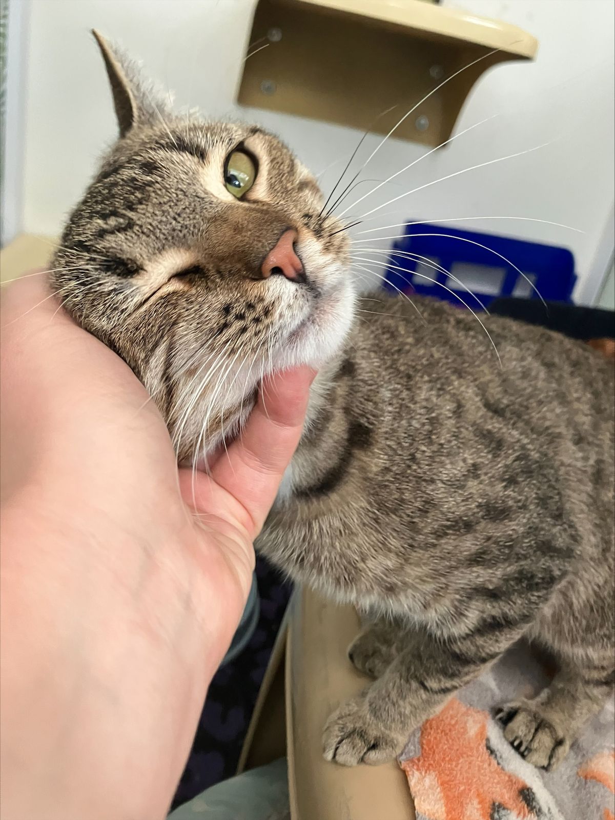 Gallery image: Victor