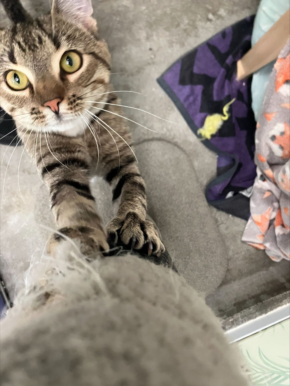 Gallery image: Victor