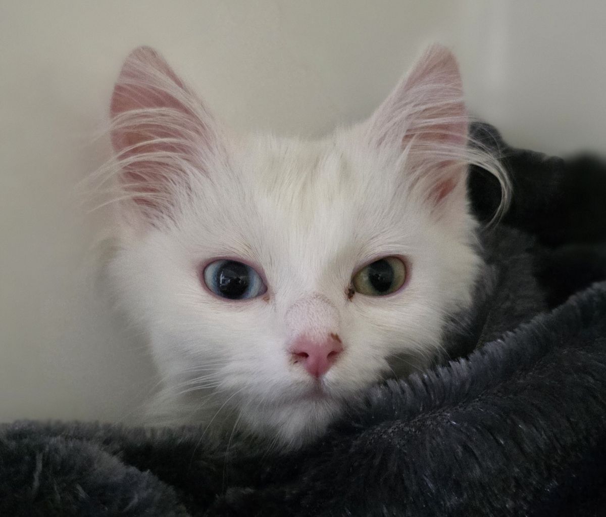 Gallery image: Sindy