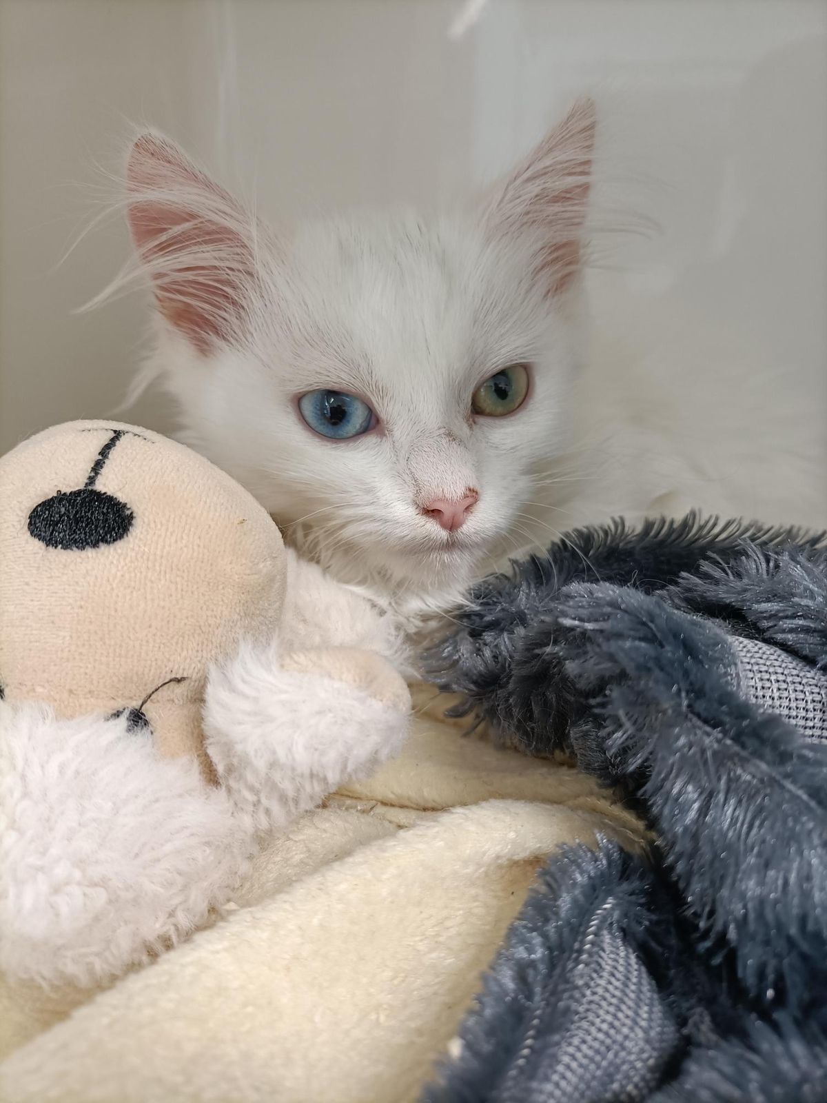 Gallery image: Sindy