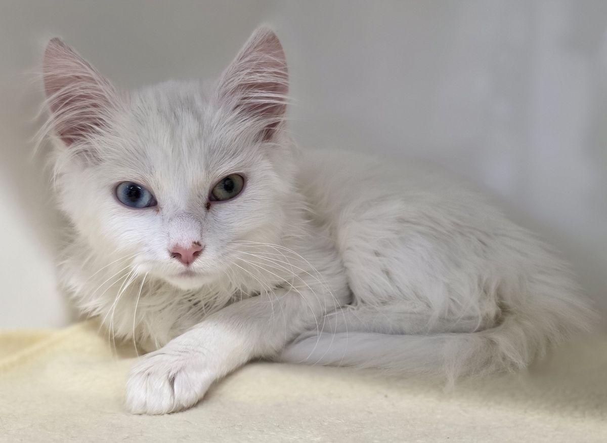 Gallery image: Sindy