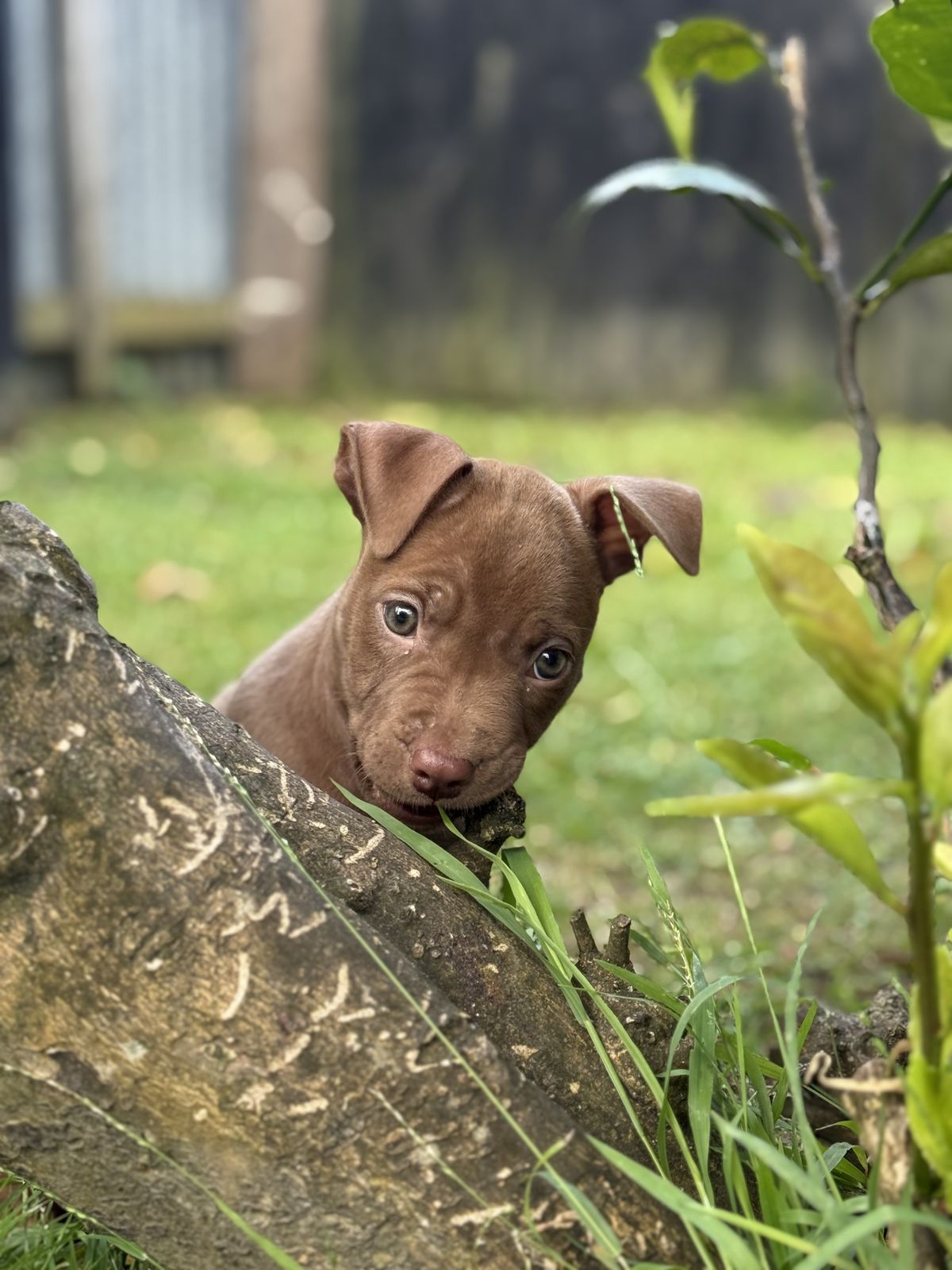 Gallery image: Saffron 