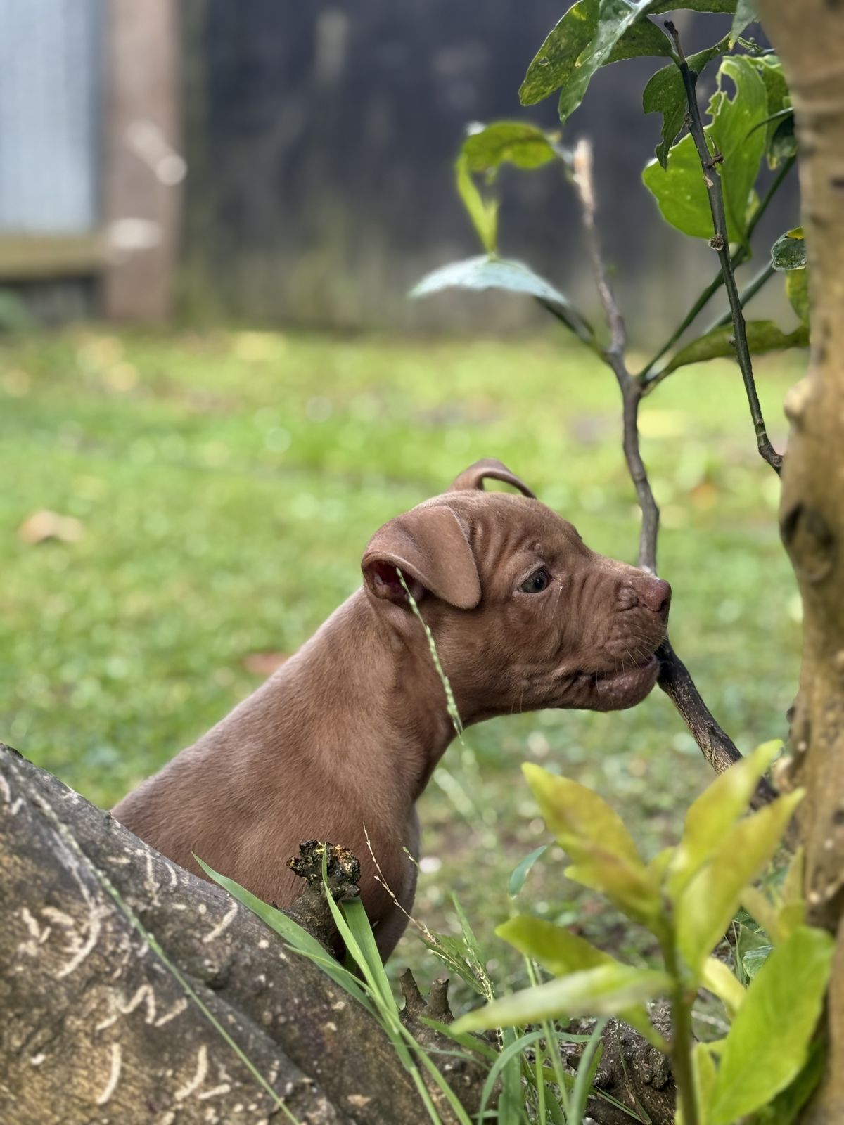 Gallery image: Saffron 