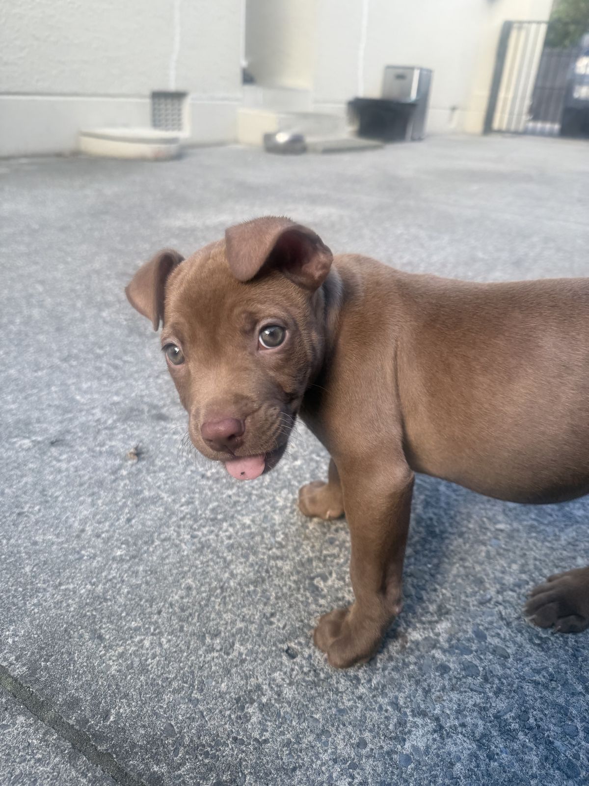 Gallery image: Saffron 