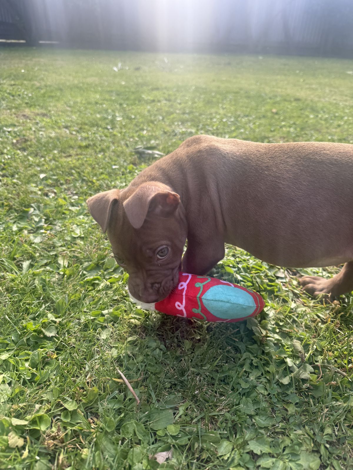 Gallery image: Saffron 