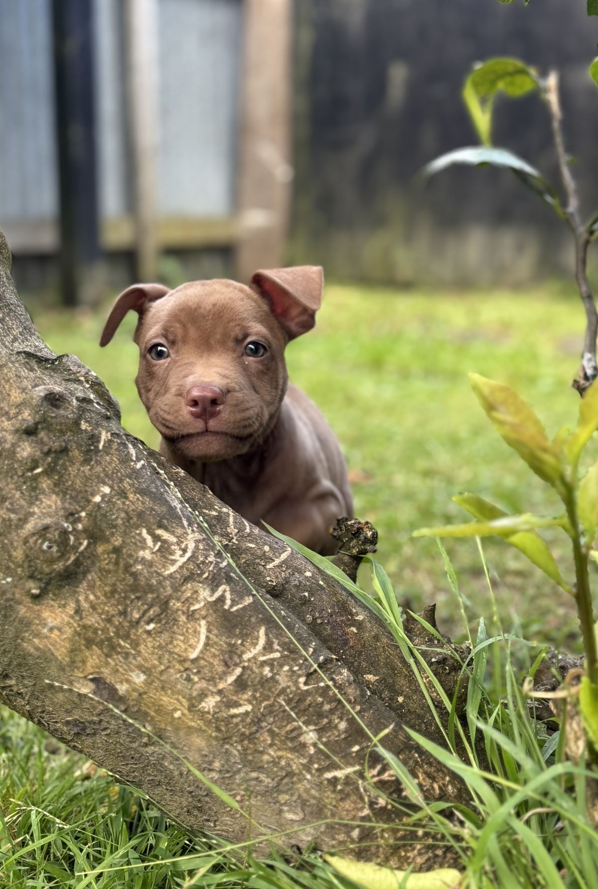 Gallery image: Saffron 