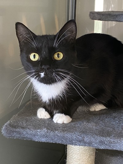 Ava - Domestic Short Hair