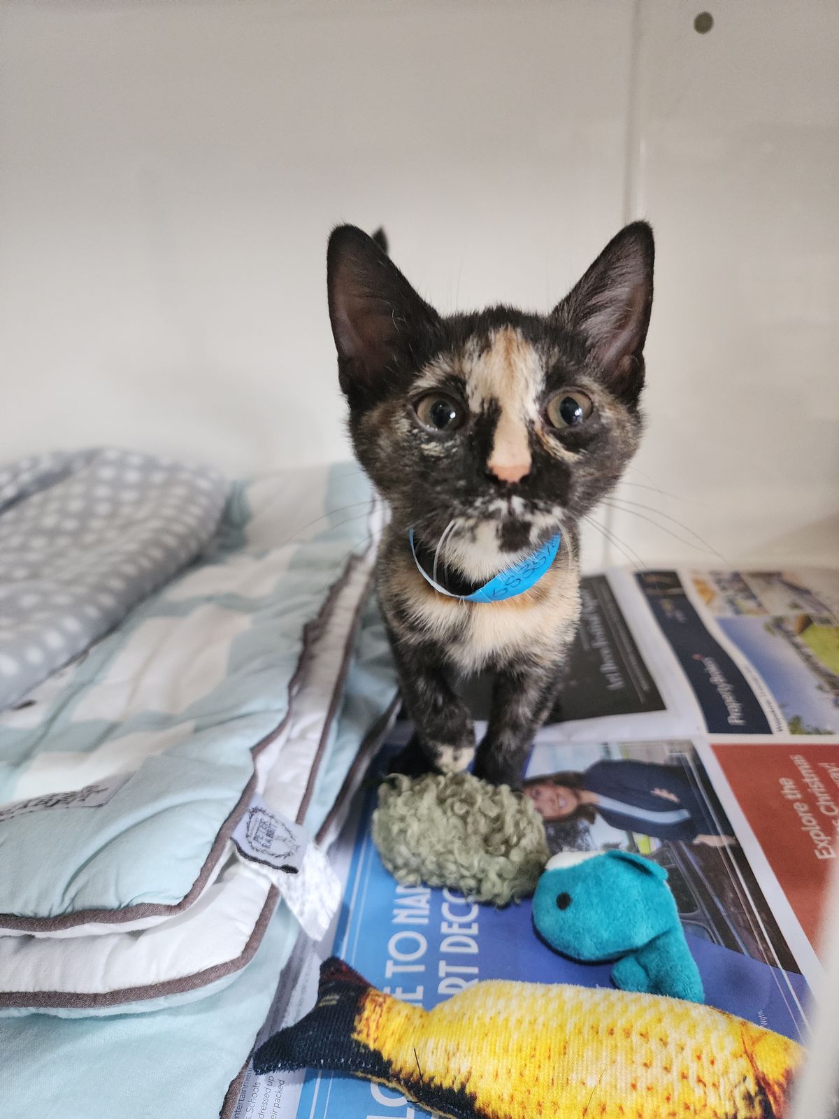 Gallery image: Coraline