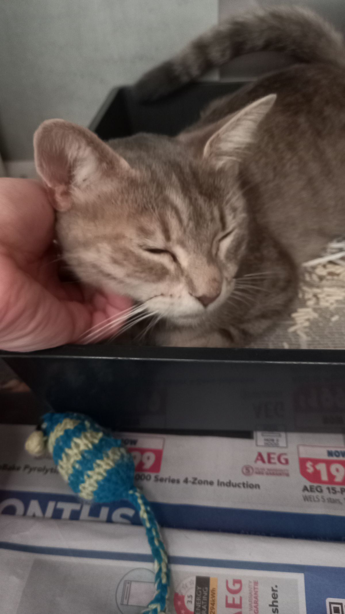 Gallery image: Taylor