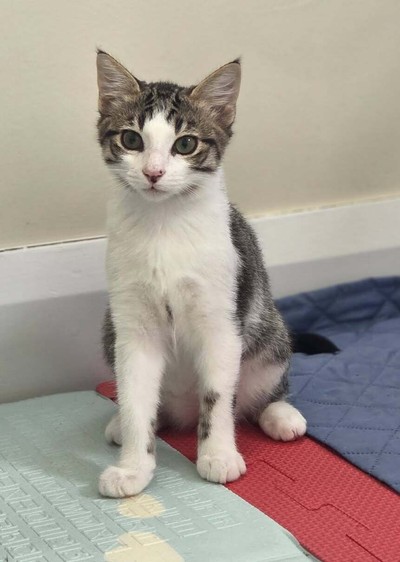 Wasabi - Domestic Short Hair