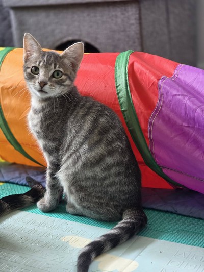 Peppermint - Domestic Short Hair