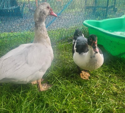 Sally - Ducks-Muscovy