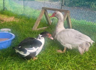 Monty - Ducks-Muscovy