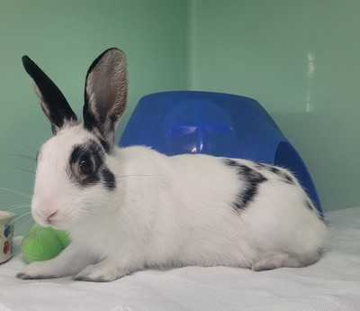 Blake - Netherland Dwarf