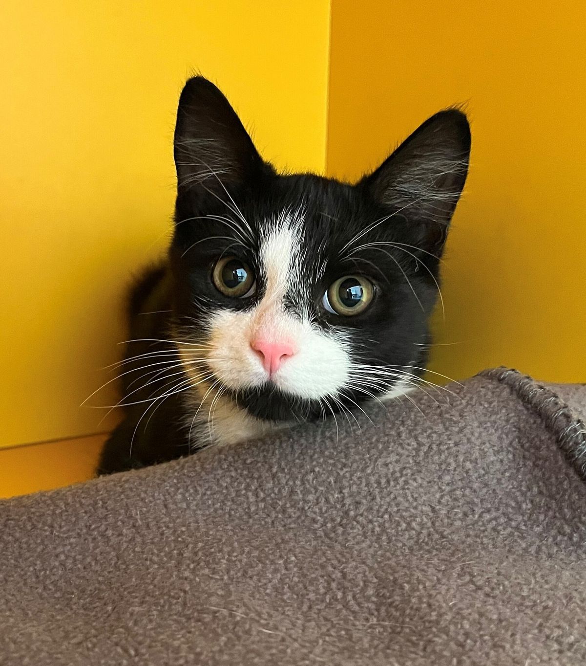 Gallery image: Pawlie