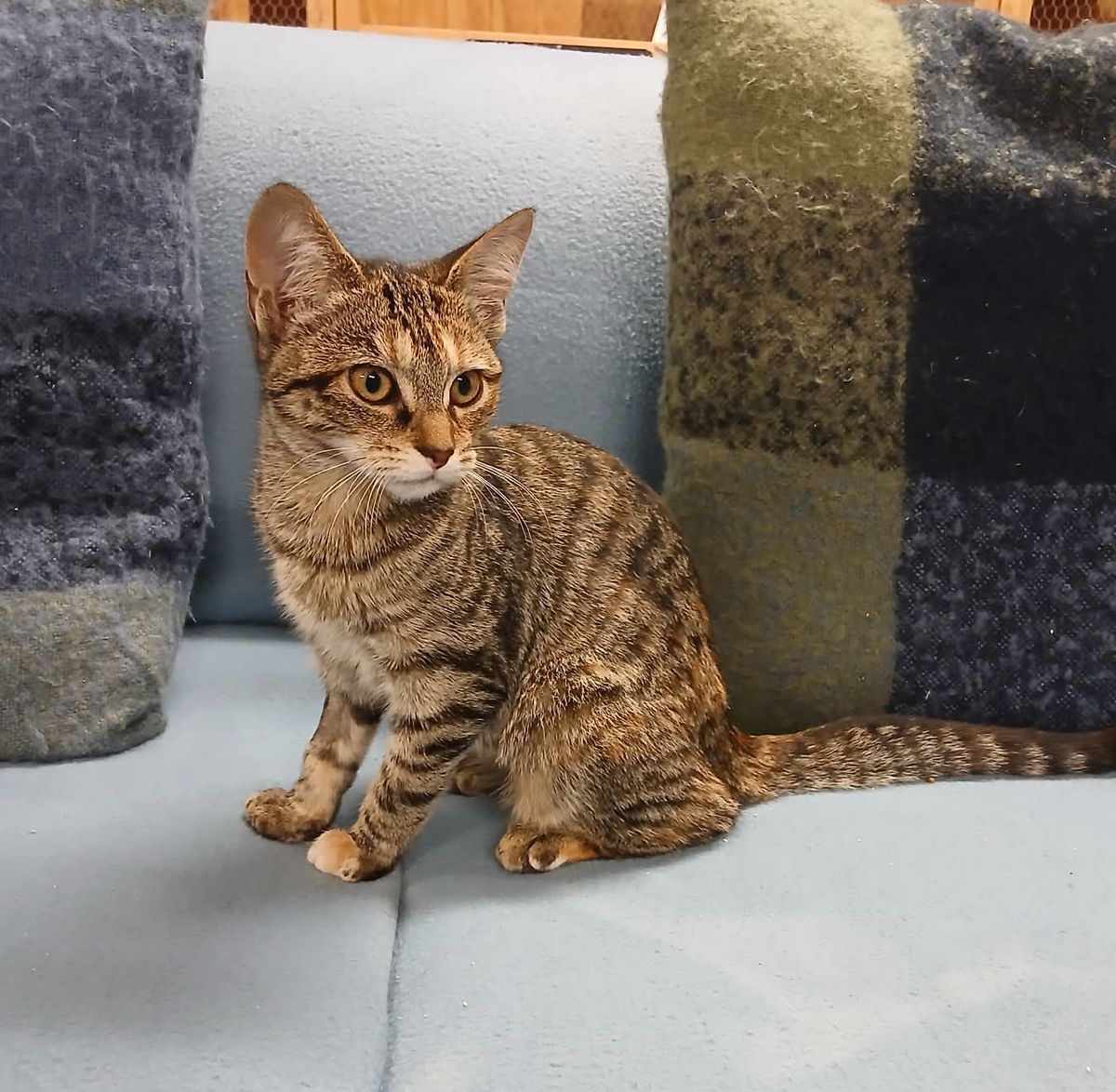 Gallery image: Hazel