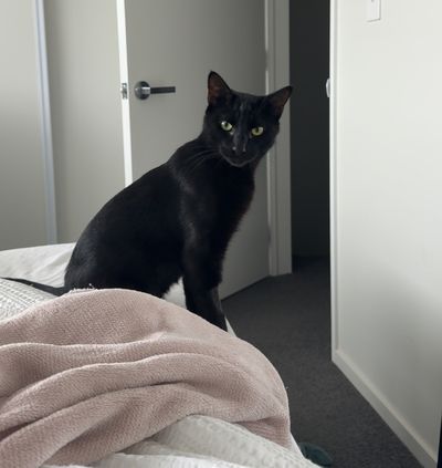 Lord Obsidian Hopsworth