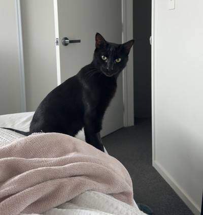 Lord Obsidian Hopsworth - Domestic Short Hair