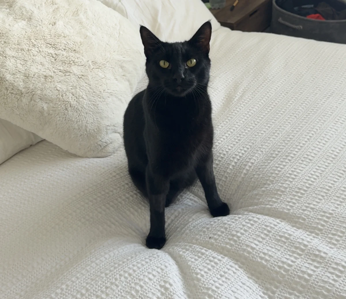 Gallery image: Lord Obsidian Hopsworth