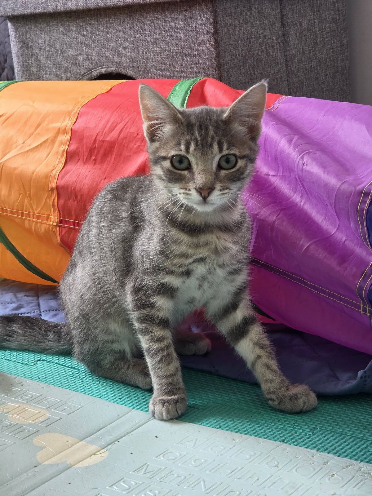 Gallery image: Peppermint