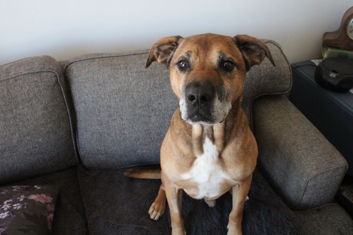 Gallery image: Steve