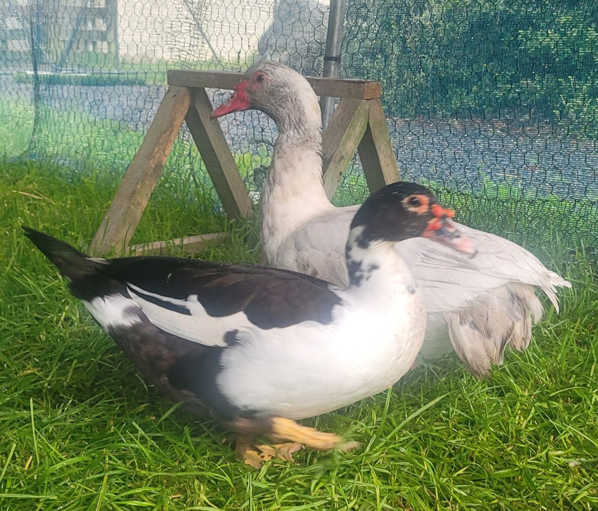 Gallery image: Sally