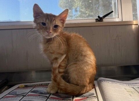 Gallery image: Alfred