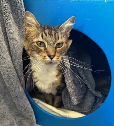 Gallery image: Tessa