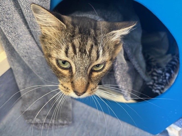 Gallery image: Tessa