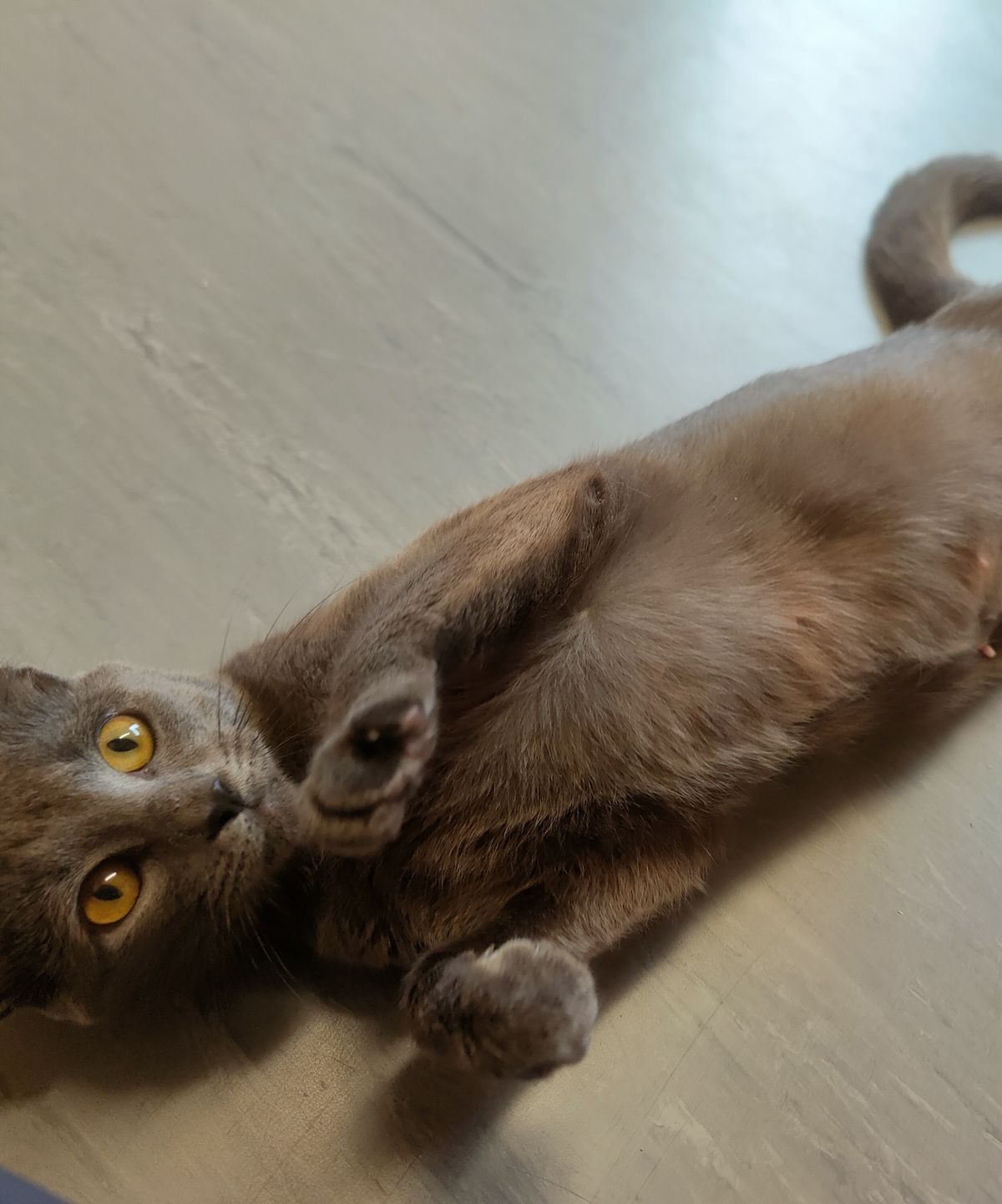 Gallery image: Cotton