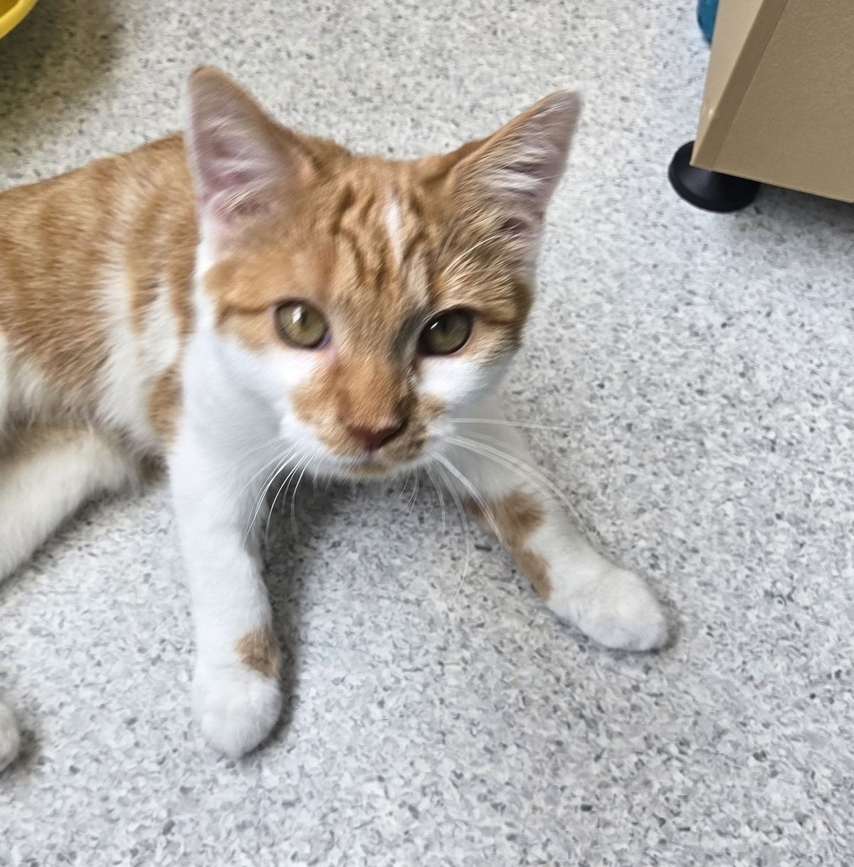 Gallery image: Daisy