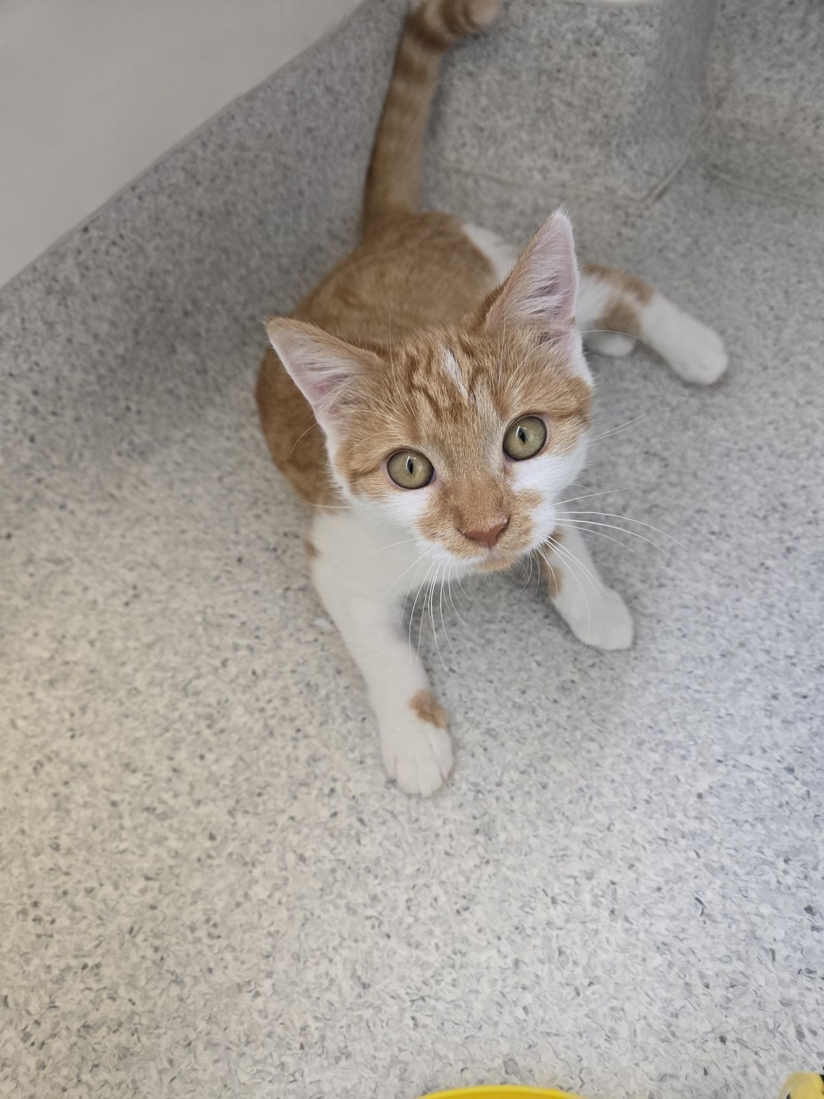 Gallery image: Daisy