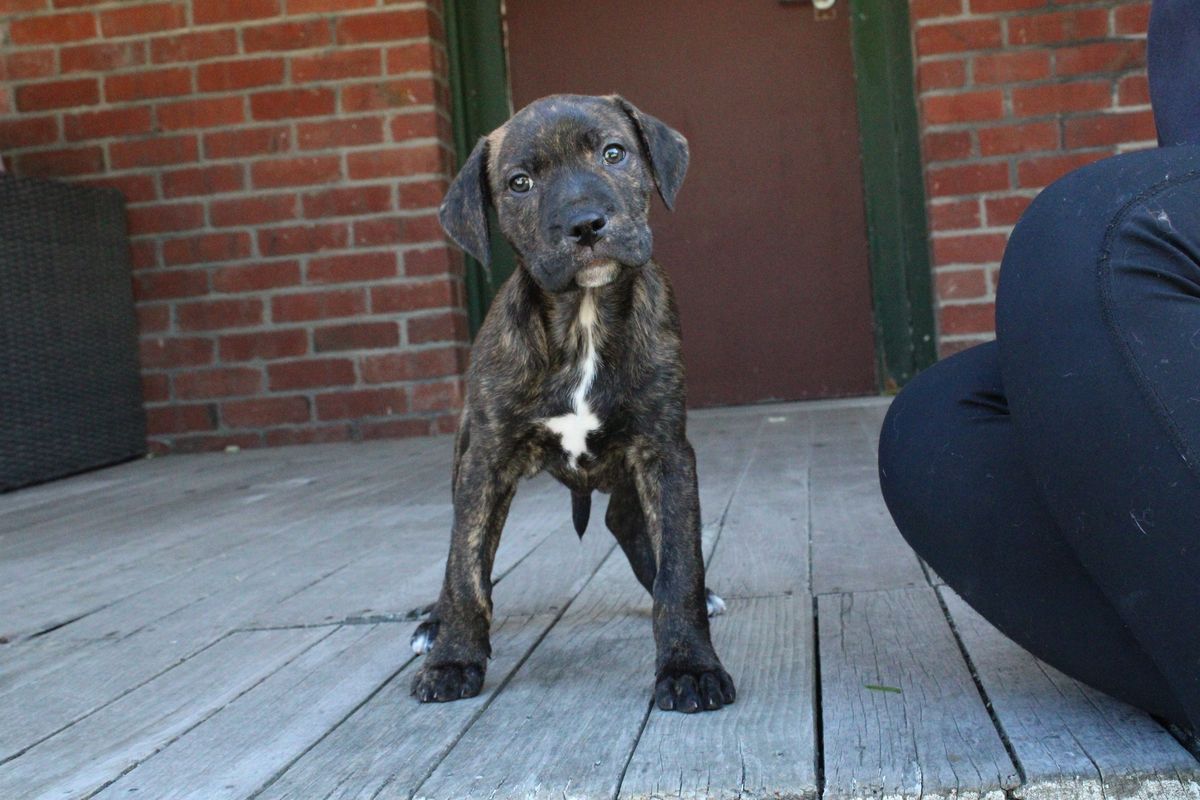 Gallery image: Harakeke