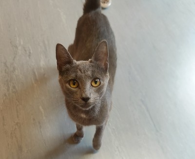 Cotton - Domestic Short Hair