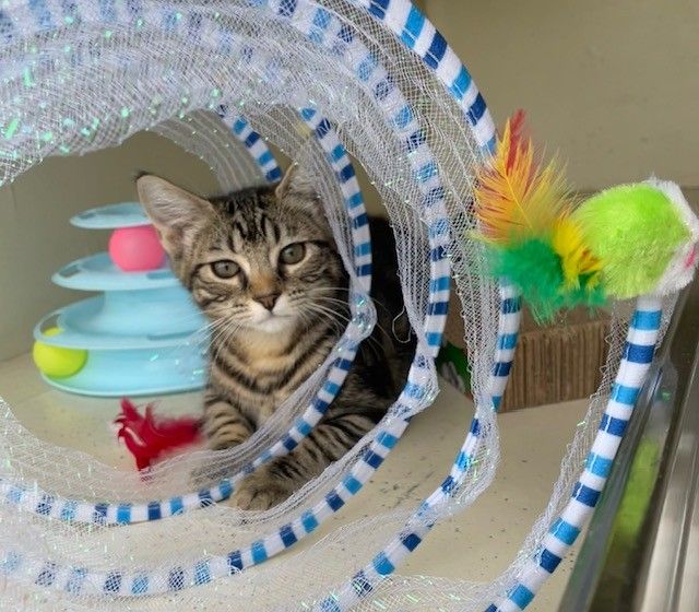 Gallery image: Toffee