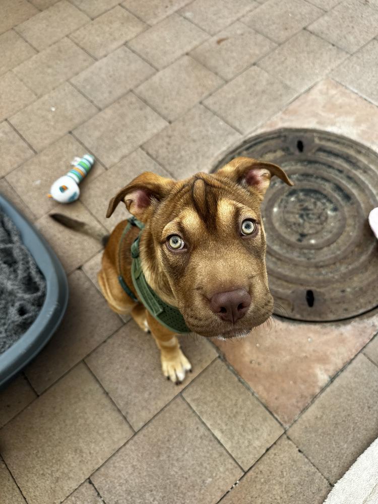 A tan and brown puppy sits on a concrete floor.
