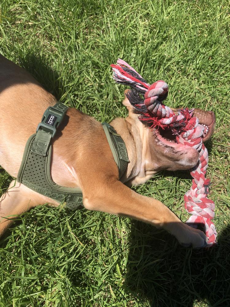 A tan dog plays with a red and white rope toy on sunny grass.