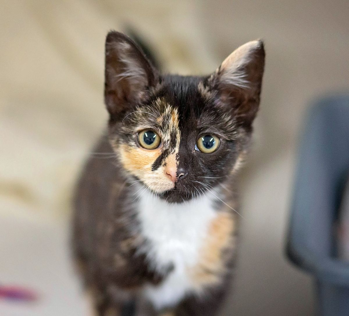 Gallery image: Baby Bo