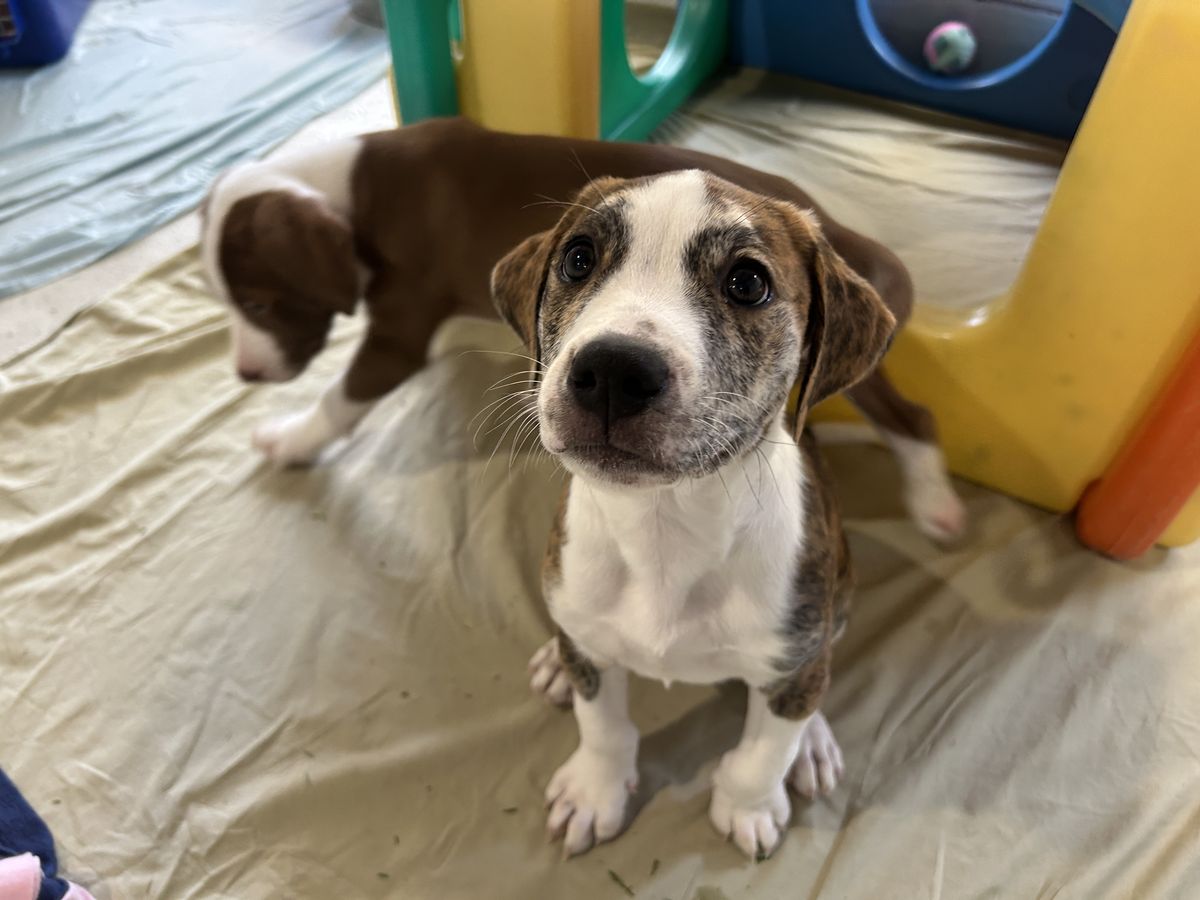 Gallery image: Woody