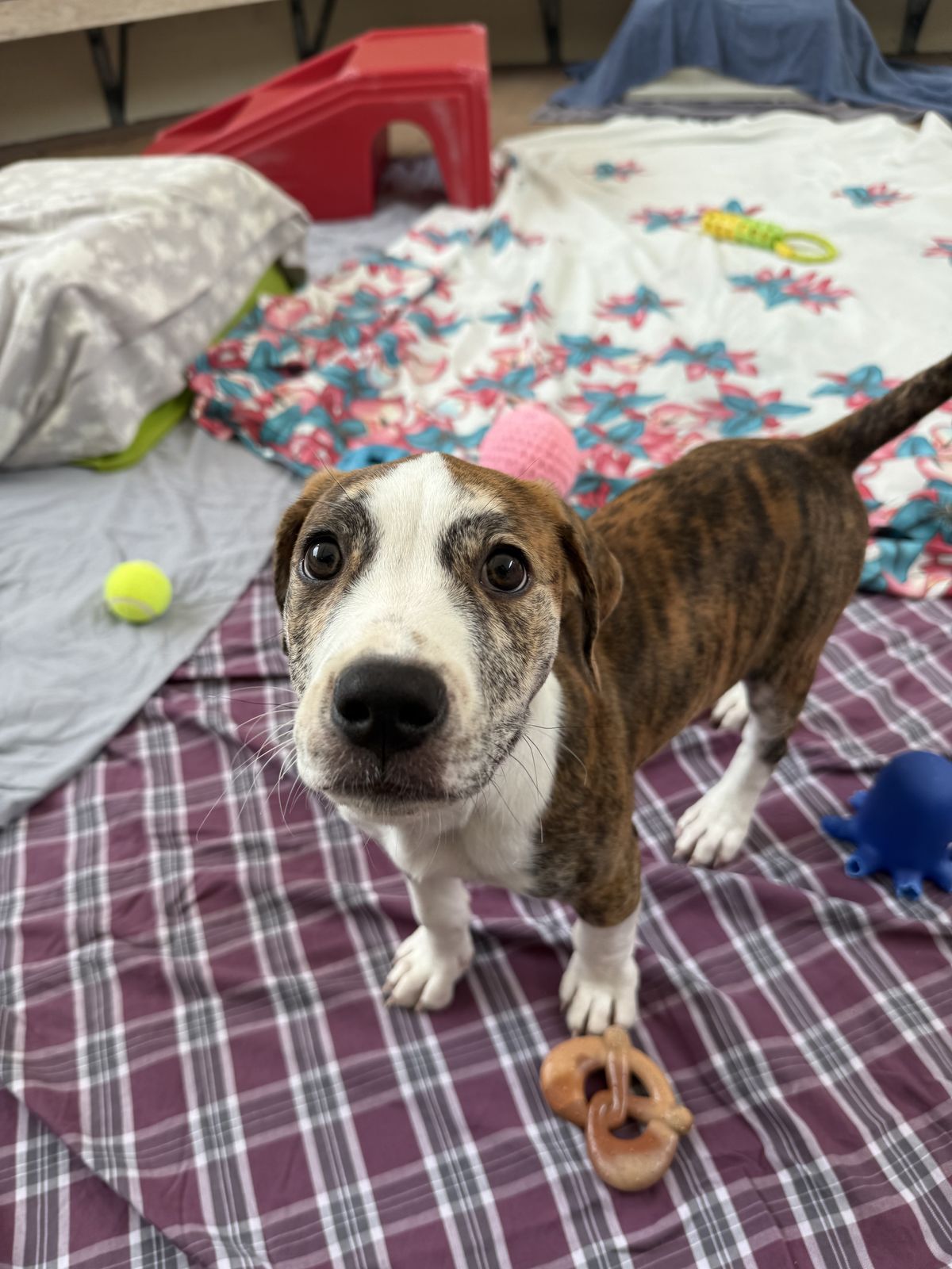 Gallery image: Woody