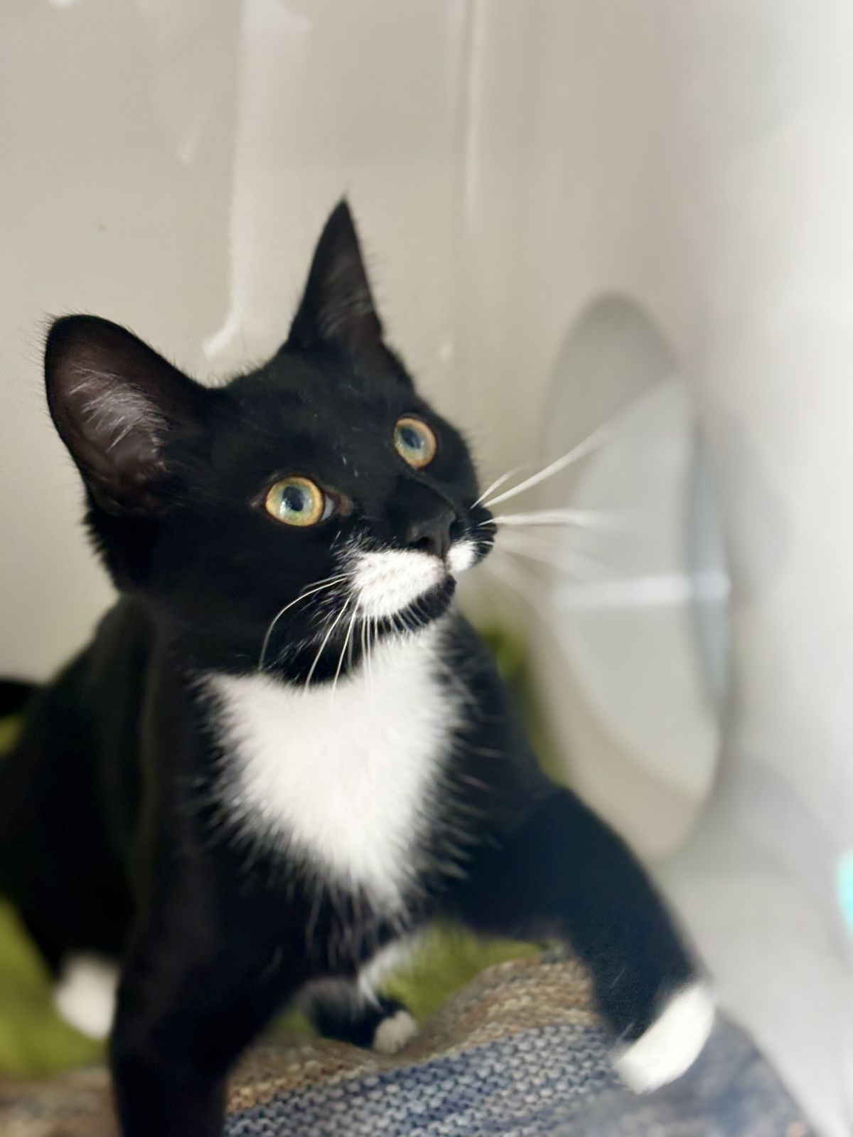 Gallery image: McNugget