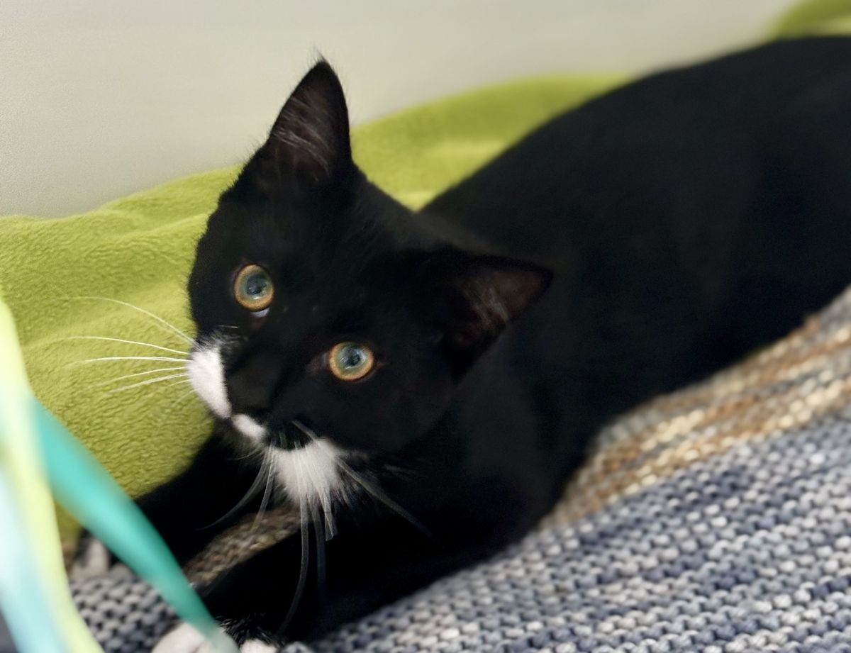 Gallery image: McNugget