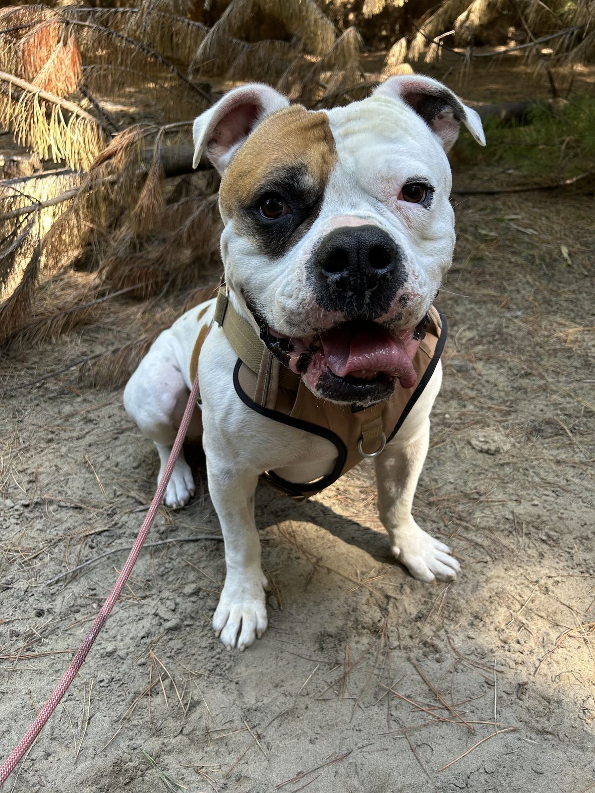 Gallery image: Franky