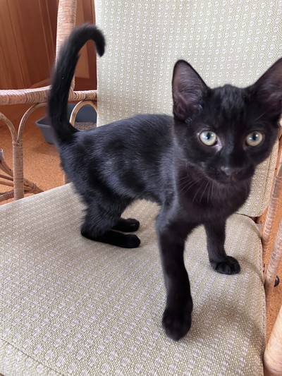 Shane - Domestic Short Hair