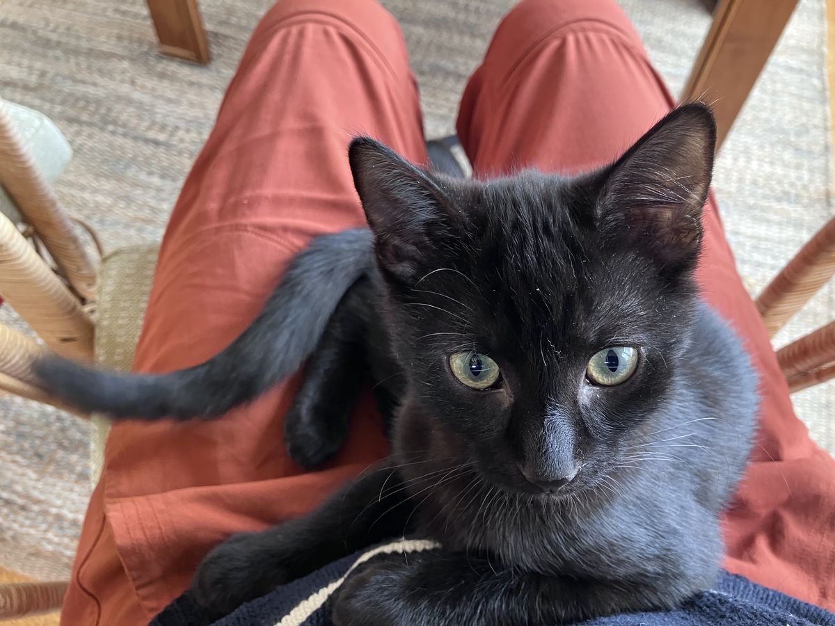 Gallery image: Shane