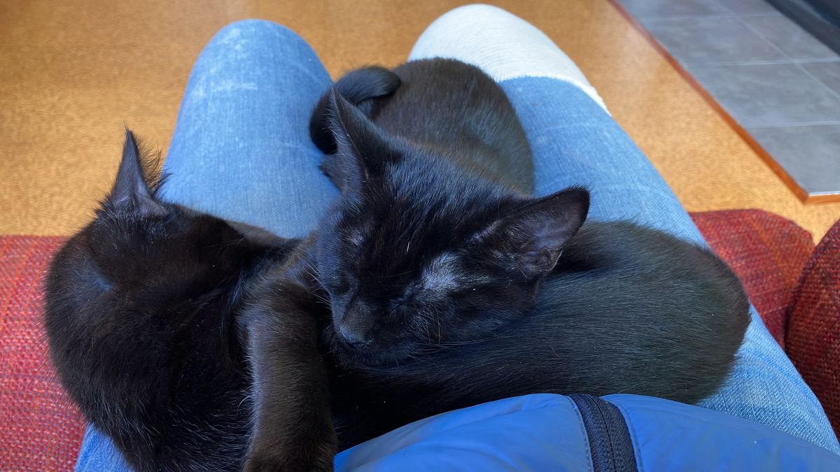 Gallery image: Shane